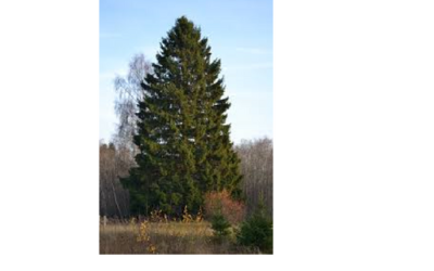 The Mystic Magic of the Norway Spruce Tree – picea abies