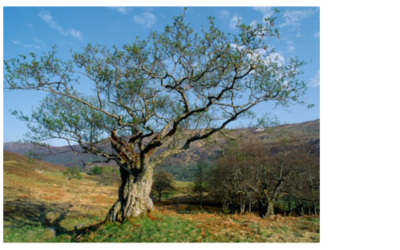 The Mystic Magic of the Alder Tree
