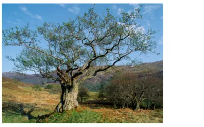 The Mystic Magic of the Alder Tree