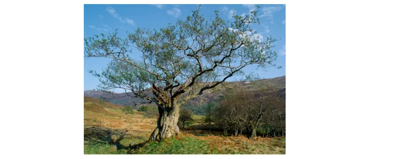 alder tree