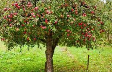 The Mystic Magic of The Apple Tree – malus domestica