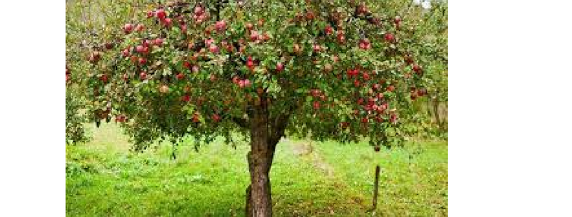 The Mystic Magic of The Apple Tree – malus domestica