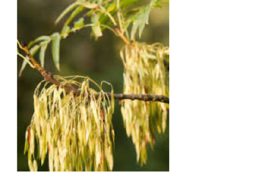The Mystic Magic of The Ash Tree – fraxinus excelsior