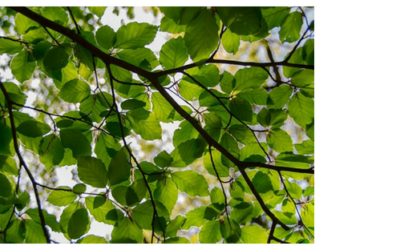 The Mystic Magic of The Beech Tree– fagus sylvatica