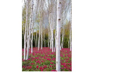 The Mystic Magic of The Silver Birch Tree – Betula pendula