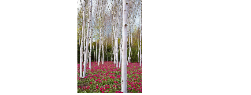 The Mystic Magic of The Silver Birch Tree – Betula pendula