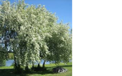 The Mystic Magic of the Bird Cherry Tree
