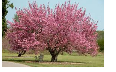 The Mystic Magic of the Cherry Plum Tree
