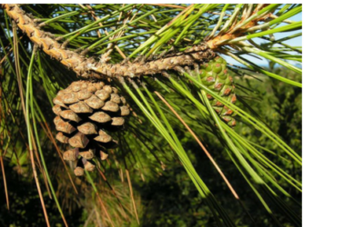 The Mystic Magic of The Corsican Pine Tree – Pinus Nigra