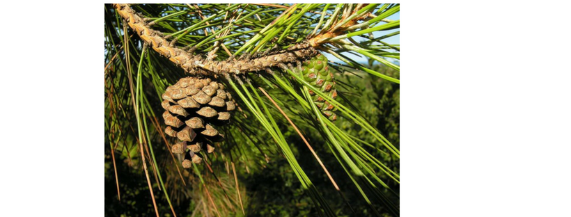The Mystic Magic of The Corsican Pine Tree – Pinus Nigra