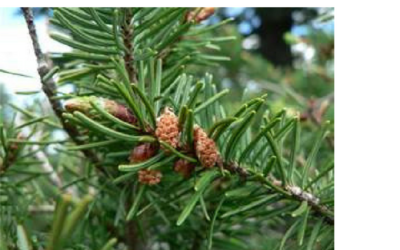 The Mystic Magic of the Douglas Fir Tree -pseudotsuga menzeizii