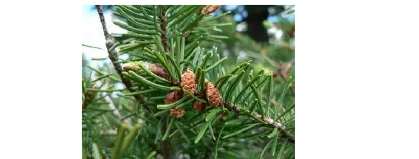 douglas fir tree