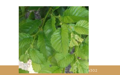 The Mystic Magic of The English Elm Tree – Ulmus procera