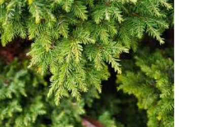 The Mystic Magic of the Western Hemlock Tree – tsuga Heterophilla