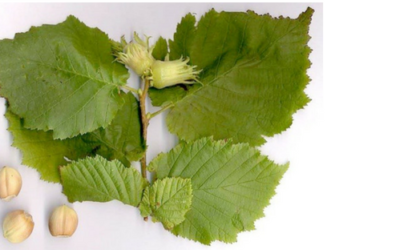 The Mystic Magic of The Hazel Tree