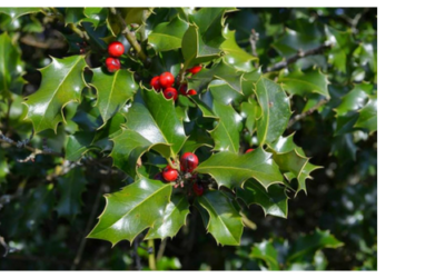 The Mystic Magic of The Holly Tree– Ilex aquifolium