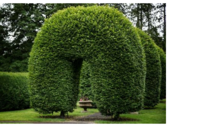 The Mystic Magic of the Hornbeam Tree – carpinus betulus