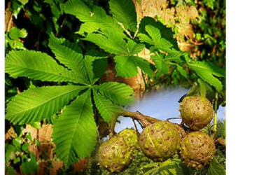 The Mystic Magic of The Horse Chestnut Tree