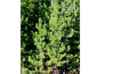 The Mystic Magic of Lodgepole Pine Tree – pinus contorta