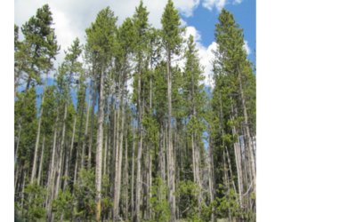 The Mystic Magic of The Lodgepole Pine – pinus contorta