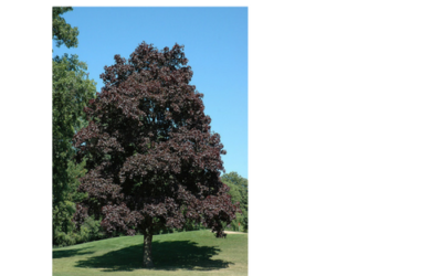 The Mystic Magic of The Norway Maple Tree – acer platanoides