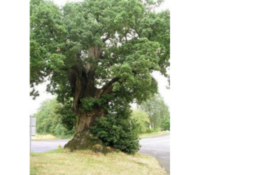 The Mystic Magic of The English Oak Tree- Quercus robur