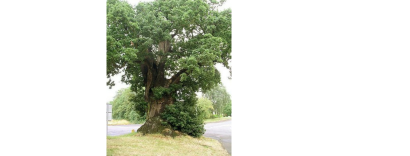 The Mystic Magic of The English Oak Tree- Quercus robur