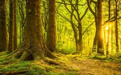 The Secrets of the Trees