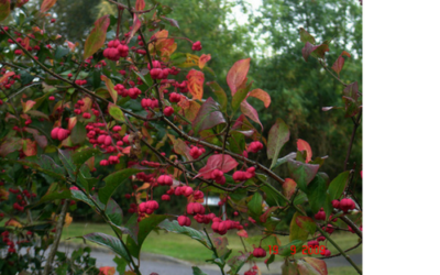 The Mystic Magic of The Spindle Tree – Euonyus europaeus
