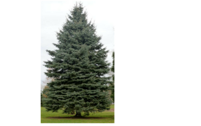 The Mystic Magic of The Sitka Spruce Tree– Picea Stichensis