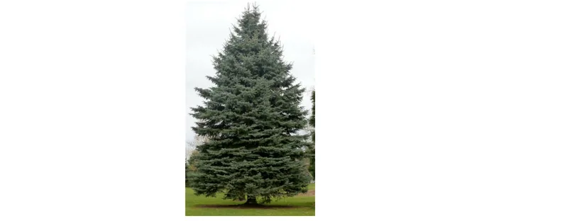 spruce