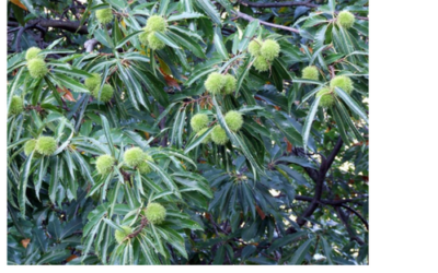 The Mystic Magic of The Sweet Chestnut Tree – castanea sativa