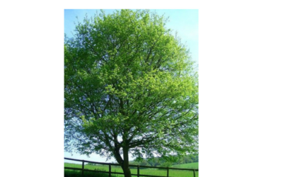 The Mystic Magic of The Field Maple Tree