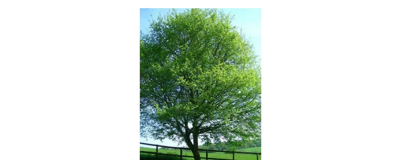 the fied maple tree