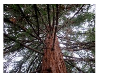 The Mystic Magic of The Giant Sequoia/ Redwood Coast Redwood – sequoia sp