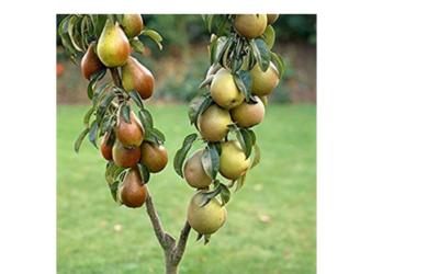 The Mystic Magic of the Common Pear Tree