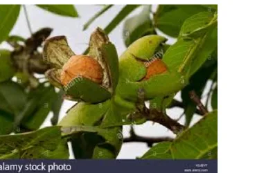 The Mystic Magic of The Walnut Tree – Jugland reglia