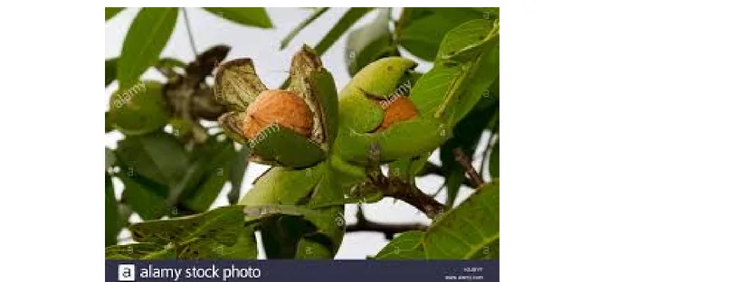 walnut tree 1