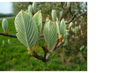 The Mystic Magic of the Whitebeam Tree – Sorbus aria