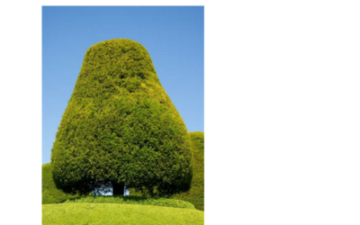 The Mystic Magic of The Yew Tree- taxus baccata