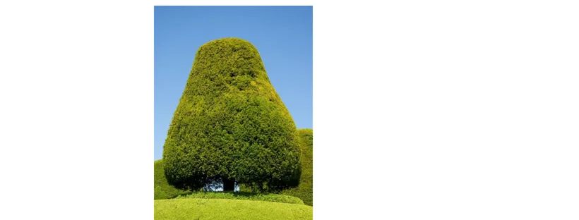 yew
