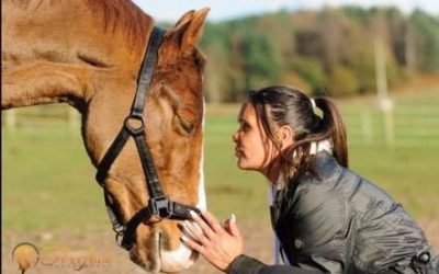 If We Could Talk to the Animals