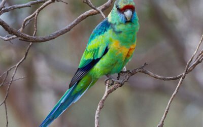 Regressing a Cockatoo