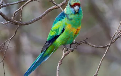 Regressing a Cockatoo
